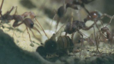 carries honey bee into colony nest for larvae