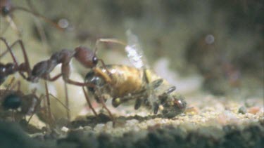 carries honey bee into colony nest for larvae