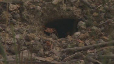 ant nest mound entrance
