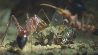 grappling with dead bee inside ant nest chamber