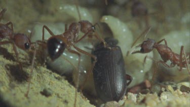 workers bring dead beetle into larvae in chamber they attach and feed on