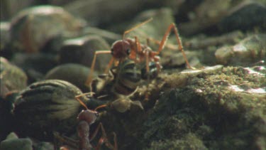 soldier envenomates captured bee