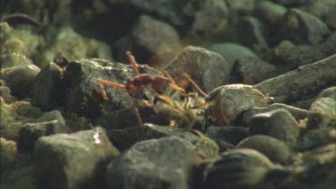 soldier envenomates captured bee