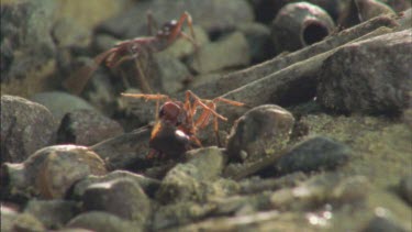 soldiers carry beetle away