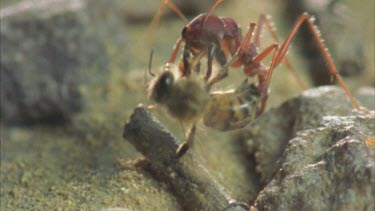 soldier envenomates captured bee and carries off