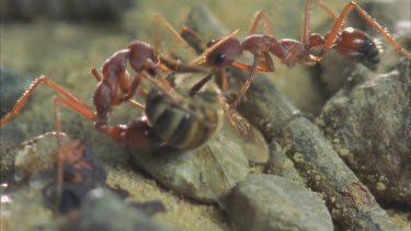 soldiers envenomates captured bee and carries off