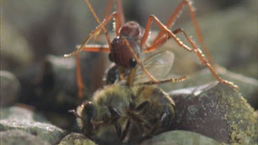 soldiers carry beetle away