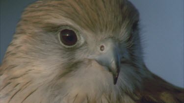 birds head beak and eyes