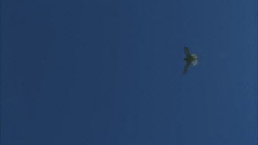 kestrel hovering in sky looking down then stoops towards camera