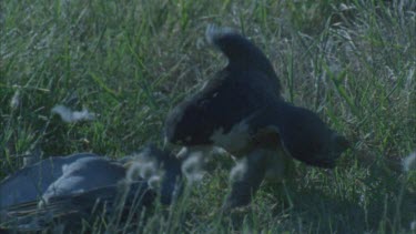 on ground eating pigeon dragging it and pulling with beak