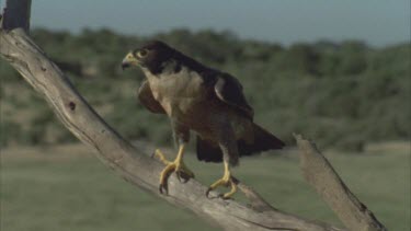 perched on branch then alights