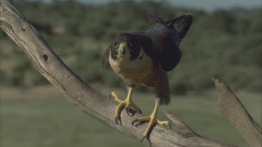 CM0001-AW-0005033 perched on branch then alights