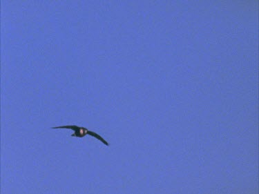 CM0001-AW-0005038 in flight against blue sky well framed