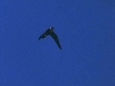 in flight against blue then stoops towards ground high speed hair in gate