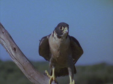 perched on branch then alights