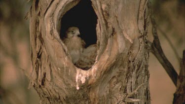 young kestrel chick at hollow entrance adult flies in to feed and flies out