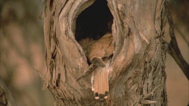 young kestrel chicks at hollow entrance being fed by adult