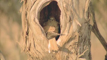 young kestrel chicks at hollow entrance being fed by adult other adult flies into hollow with more food