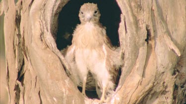 young kestrel stands at nest hollow entrance