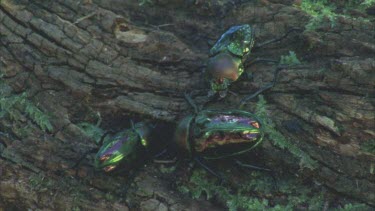 on mossy log male tries to lift other