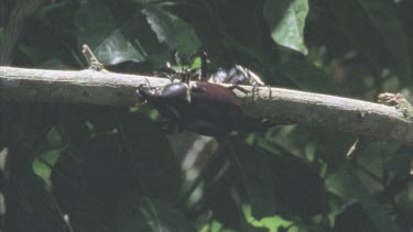 two beetles race on a branch one flies off