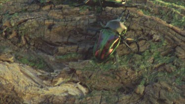 three stag beetles on mossy log one flies off