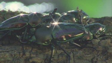 stag beetle together in a group glistening