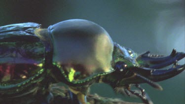 stag beetle head with horns walking along branch then flies off