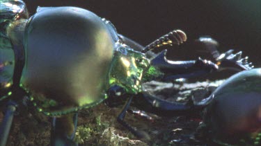 stag beetles locking horns combat