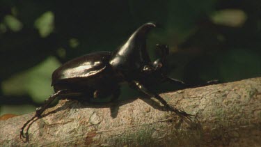 Male Rhino Beetle moving on tree branch then taking flight