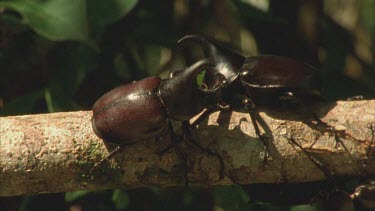 Male Rhino Beetle walking past two other males on a tree branch