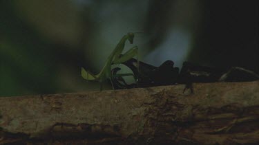 Praying Mantis jumps out of way of the Male Rhino Beetle on branch