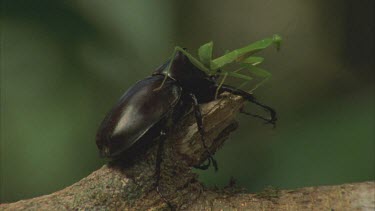 Male Rhino Beetle on Branch with Praying mantis on its head