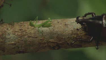 Praying mantis faces one Male Rhino Beetle on tree branch then turns around and crawls over another Rhino Beetle