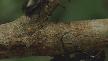 Male Rhino Beetle walking on underside of branch following praying mantis