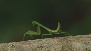 Praying Mantis walking along tree branch