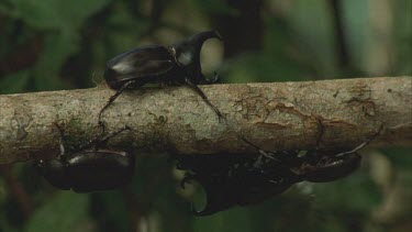 Several Male Rhino Beetles crawling on a tree branch