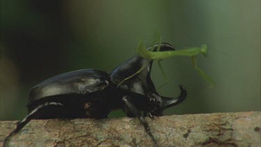 Praying Mantis crawling over horns of Male Rhino Beetle onto branch and is chased along branch by the beetle mantis climb over another male rhino beetle in escaping the two beetles are left to struggl...