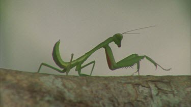 Preying Mantis crawls towards Male Rhino Beetle on tree branch crawls over it and out of frame beetle starts walking away
