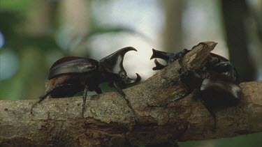 Three Male Rhino beetles on a tree branch poised to attack