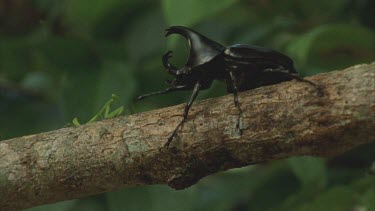 Preying mantis approaches Male Rhino beetle it waves its legs at the mantis backs onto its hind legs and flies away and the mantis runs out of frame