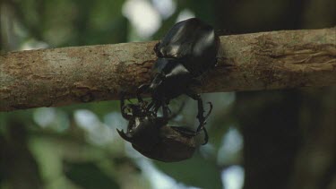 Two Male Rhino Beetles struggling on a tree branch one of the beetles eventually falls off