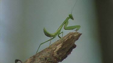 Preying Mantis poised at the tip of tree branch