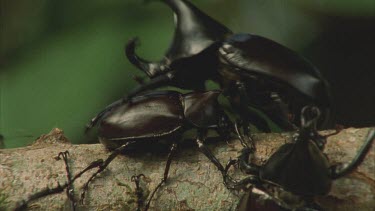 Several Male Rhino Beetles and a female rhino beetle crawling over a tree branch and over each other one male eventually flies away