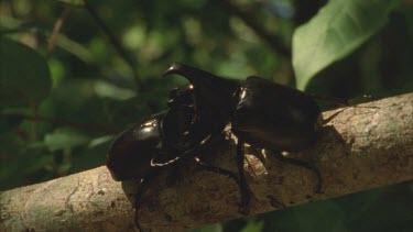 Two Male Rhino beetles jousting on a tree branch