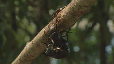rhino beetles hanging precariously from branch and mating