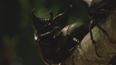 rhino beetles mating