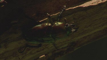 female stag beetle on a log, the sun shines on its exoskeleton