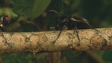 Two Male Rhino Beetles advancing on each other on a tree branch and begin jousting with horns