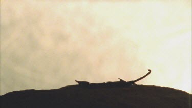 Two scorpions in silhouette moving about on a rock